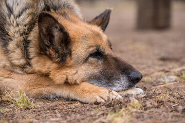 Dog dealing with joint pain