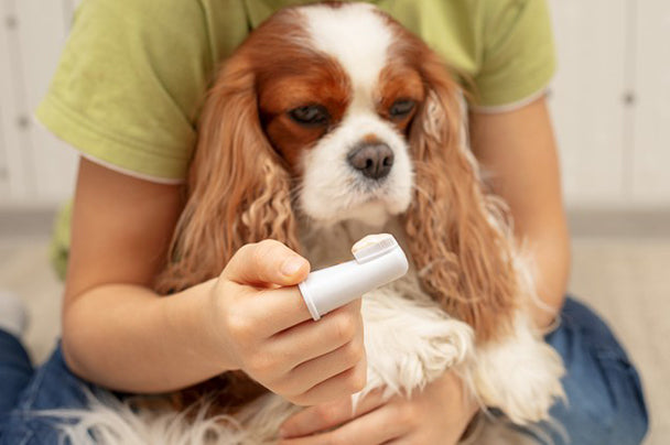 Signs that your Pawpy Might Need Dental Care