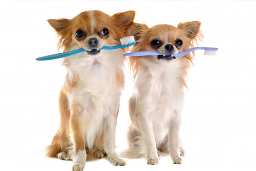 5 Effective Ways To Maintain Your Furry Babies Oral Health At Home