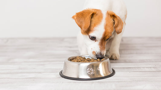 ARE RAWHIDE TREATS GOOD FOR YOUR FURRIES?