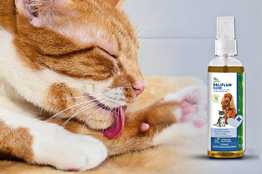 Natural Home Remedies For Cat Allergies: (Reliflam)