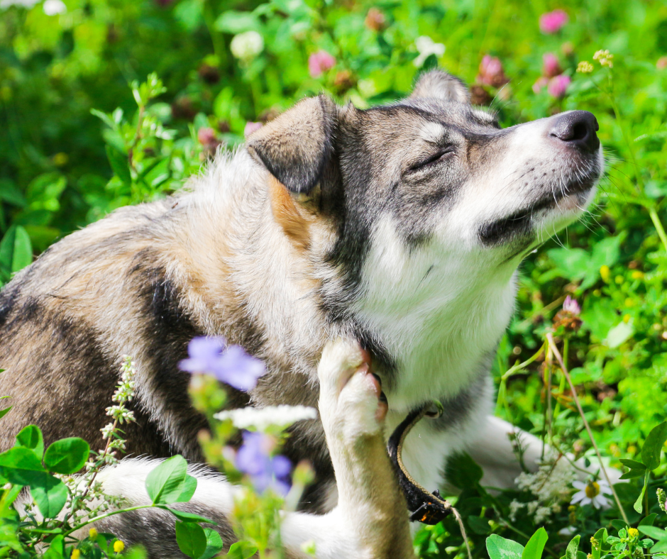 Top Natural Remedies for Hot Spots on Dogs: Using Our Herbal Hot Spot Spray