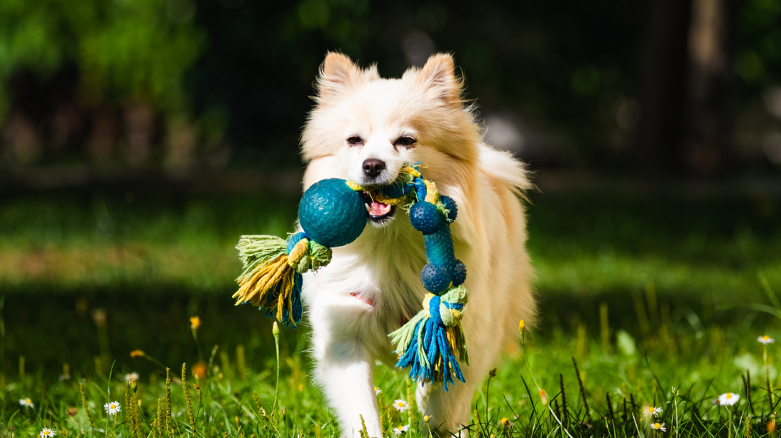 The Great Outdoors: Ensuring Safety During Outdoor Adventures with Your Pet