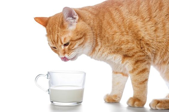 Do cats shop love milk