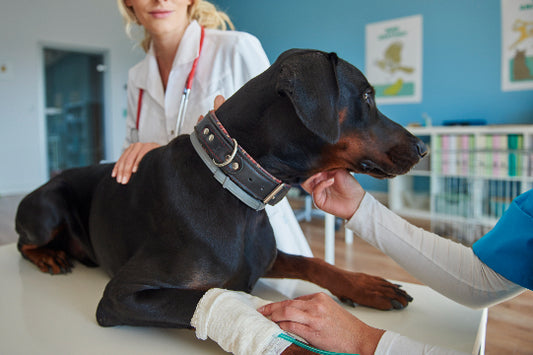 Five Must-Dos for when you take your pet to the vet