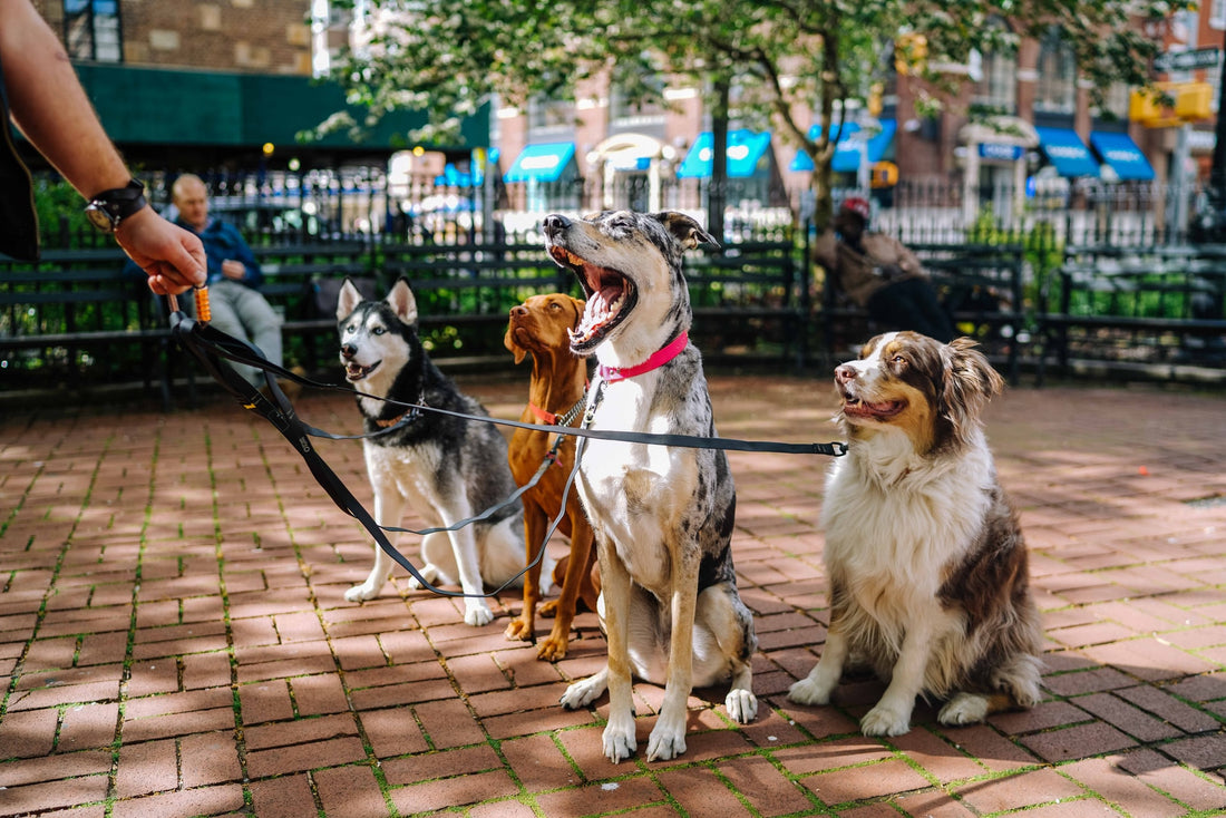 Dog Park Etiquettes