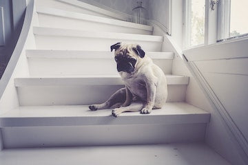 Is your pet stressed? Here are 5 signs to look out for