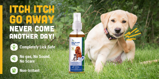 Reliflam: Your Go-To Solution for Pet Itchiness and Discomfort