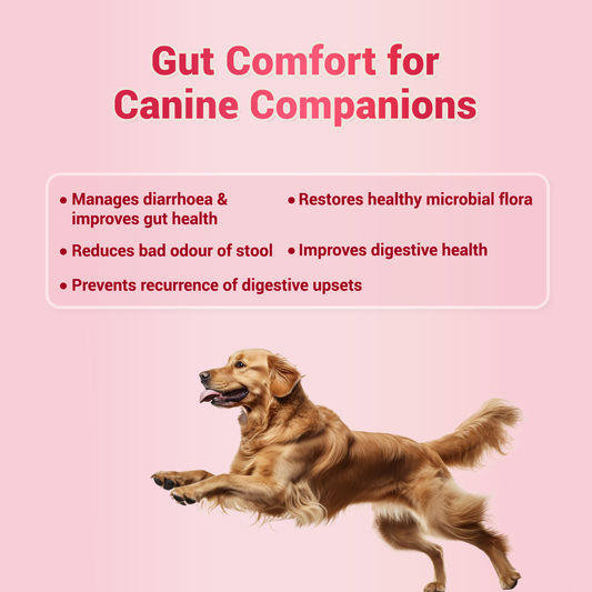 NATGUT - Digestive Supplement For Dog & Cat